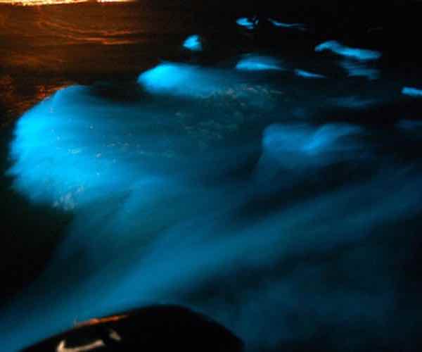 luminescence water at night Glistening Waters Luminous Lagoon Jamaica